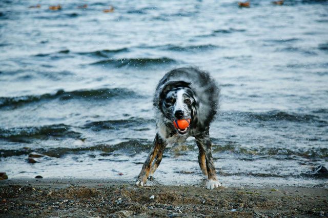 Photography of dogs: Australian Sheppard coming out of the water with a ball in its mouth.