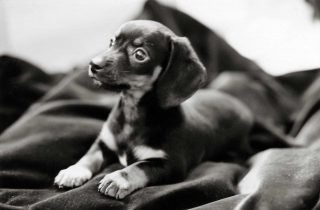 Professional puppy picture of a Mini Dachshund taken in black and white.